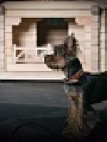 Разное объявление но. 1052037: Домик для йорка, чихуахуа, шпица, той-терьера_3