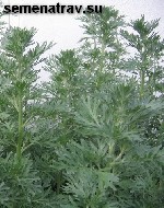 Семена полыни, слизуна, кровохлебки, цикория, лопуха, кипрея, пустырника, ятрышника.
Реализуем семена дикорастущих трав, деревьев и кустарников. Лекарственные, медоносные, пищевые, декоративные расте ...