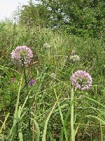 Растения объявление но. 1053319: семена дикорастущих трав