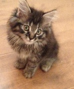 Кошки, котята объявление но. 1056027: На продажу котята Курильского Бобтейла