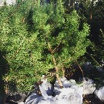  
предлагаем купить саженцы сосны, ели, березы до 3х метров с нашей доставкой.
доставляем саженцы по всей Московской области
 
 
 Сосна от 30 до 100 см стоит 500 рублей.
 Ель от 30 до 100 см. ст ...