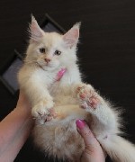 Услуги объявление но. 1061391: Маленькая рысь с характером ласкового котенка.