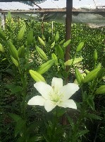 Продам срезы лилии оптом. Качество высокое, доступная договорная цена. По всем интересующим вопросам обращаться на указанный номер телефона. ...