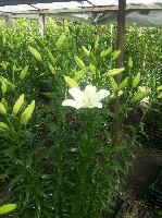 Растения объявление но. 1064454: Продам срезы лилии оптом.