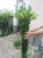 Растения объявление но. 1064454: Продам срезы лилии оптом.