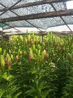 Растения объявление но. 1064454: Продам срезы лилии оптом.