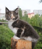 Кошки, котята объявление но. 1065037: Мейн-куны котята