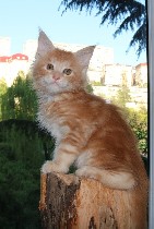 Кошки, котята объявление но. 1065037: Мейн-куны котята