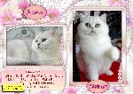 Кошки, котята объявление но. 1066246: Аристократы Британского мира !!!