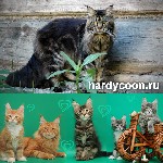 Монопородный питомник предлагает котят породы мейн-кун с отличными породными данными от титулованных производителей. Все котята живут с нами, социализированы, к лотку и когтеточе приучены, ласковые, и ...