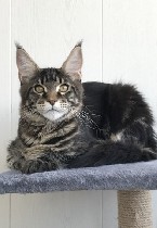 Средства для ухода объявление но. 1066371: Котята мейн кун из питомника.