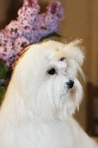 Щенки мальтийской болонки, детки здоровые, веселые, очень ласковые и послушные, приучены к туалету; анатомически отлично сложены, с красивыми головами, белоснежной шелковой шерстью, зубы поменялись 6х ...