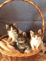 Отдам любознательных активных котят от кошки-мышеловки. Котята ждут встречи с заботливыми хозяевами, они аккуратны и приучены к лотку. Обращайтесь по контактам указанным в объявлении.
М. Бульвар Дмит ...