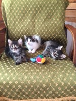 Услуги объявление но. 1071952: Отдам ласковых котят в добрые руки