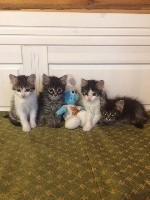 Услуги объявление но. 1071952: Отдам ласковых котят в добрые руки