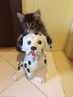 Услуги объявление но. 1071952: Отдам ласковых котят в добрые руки