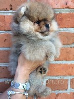 Продажа щенков померанских шпицев. Подберем Вам любого щенка. Для дома и шоу-класса! Чистая порода без генетических недостатков. Большой выбор окраса. После покупки и выбора имени изготовление адресни ...