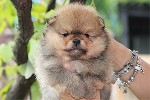 Корм объявление но. 1076108: Продажа померанских шпицев от заводчика