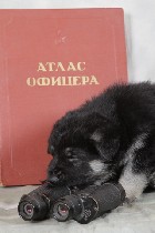 Средства для ухода объявление но. 1076713: Щенки восточно - европейской овчарки.