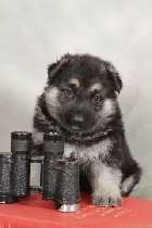 Средства для ухода объявление но. 1076713: Щенки восточно - европейской овчарки.