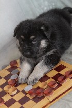 Средства для ухода объявление но. 1076713: Щенки восточно - европейской овчарки.