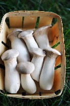 Попробуйте вырастить степные боровики в домашних условиях с нашим уникальным посевным материалом! В его составе мы предлагаем стерильный зерновой мицелий вешенки королевской и подробная инструкция для ...