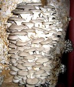 Растения объявление но. 1078602: Мицелий вешенки P17