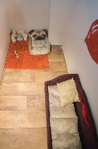 Уютная комфортабельная гостиница для животных в Праге. Круглосуточный присмотр, качественное питание, отдельные номера у каждого животного, регулярное длительное и короткое выгуливание, доступные цены ...