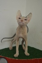 Услуги объявление но. 1080225: Продажа котят Донского Сфинкса в Праге