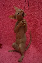 Услуги объявление но. 1080225: Продажа котят Донского Сфинкса в Праге