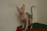 Услуги объявление но. 1080225: Продажа котят Донского Сфинкса в Праге
