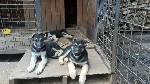 Разное объявление но. 1080591: Продаю восточноевропейских клубных щенков.