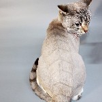 Разное объявление но. 1081578: Стрижки собак и кошек с доставкой