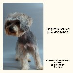 Разное объявление но. 1081578: Стрижки собак и кошек с доставкой