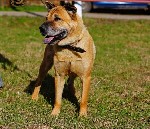 Собаки, щенки объявление но. 1084776: Собака в добрые руки