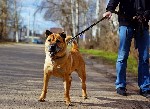 Собаки, щенки объявление но. 1084776: Собака в добрые руки