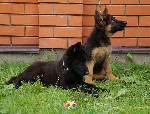 Собаки, щенки объявление но. 1085889: Щенки немецкой овчарки