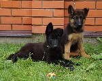 Собаки, щенки объявление но. 1085889: Щенки немецкой овчарки