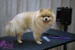 Разное объявление но. 1086732: Стрижка собак и кошек в зоосалоне