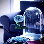 Растения объявление но. 1089601: Уникальный подарок долговечная роза