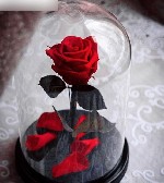 Растения объявление но. 1089601: Уникальный подарок долговечная роза