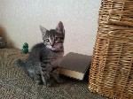 Кошки, котята объявление но. 1090068: Отдам котенка