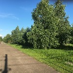 Продам участок объявление но. 1094601: Продажа от собственника земельного участка по Ильинскому шоссе площадью 30 соток под ИЖС.