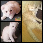 Услуги объявление но. 1097739: Чистокровные котята шотландской породы