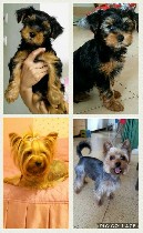 Продается щенок йоркширского терьера !
Чудесный мальчик!
Родился в 18/06/17 в домашних условиях. Не линяет и не имеют запаха - идеальная порода для содержания в квартире. 
Очень дружелюбный, ласков ...