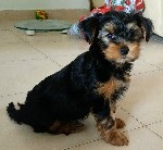 Услуги объявление но. 1098813: Продается щенок йоркширского терьера !