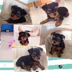 Услуги объявление но. 1098813: Продается щенок йоркширского терьера !