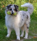 Питомник РКФ от Кинологического центра "ЩИТ" Московская область предлагает роскошных щенков колли с интересной родословной с лучшими производителями Англии и Франции: 1 триколорную девочку и 2-х мрамо ...