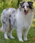 Собаки, щенки объявление но. 1101893: Щенки колли