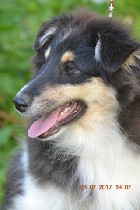 Собаки, щенки объявление но. 1101893: Щенки колли